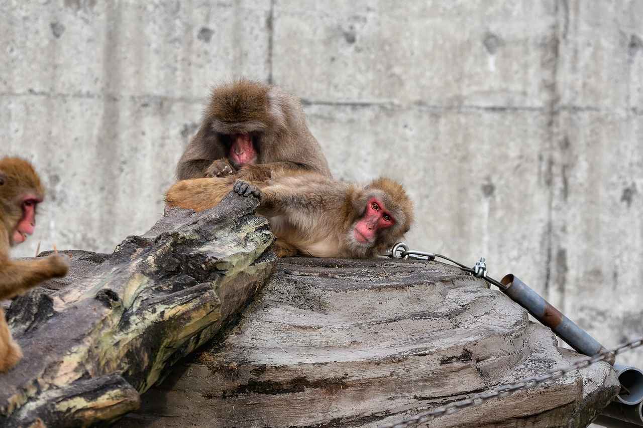 Shiatsu Massage: A Holistic Approach